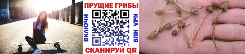 Купить где Вичуга Галлюциногенные грибы MAGIC MUSHROOMS